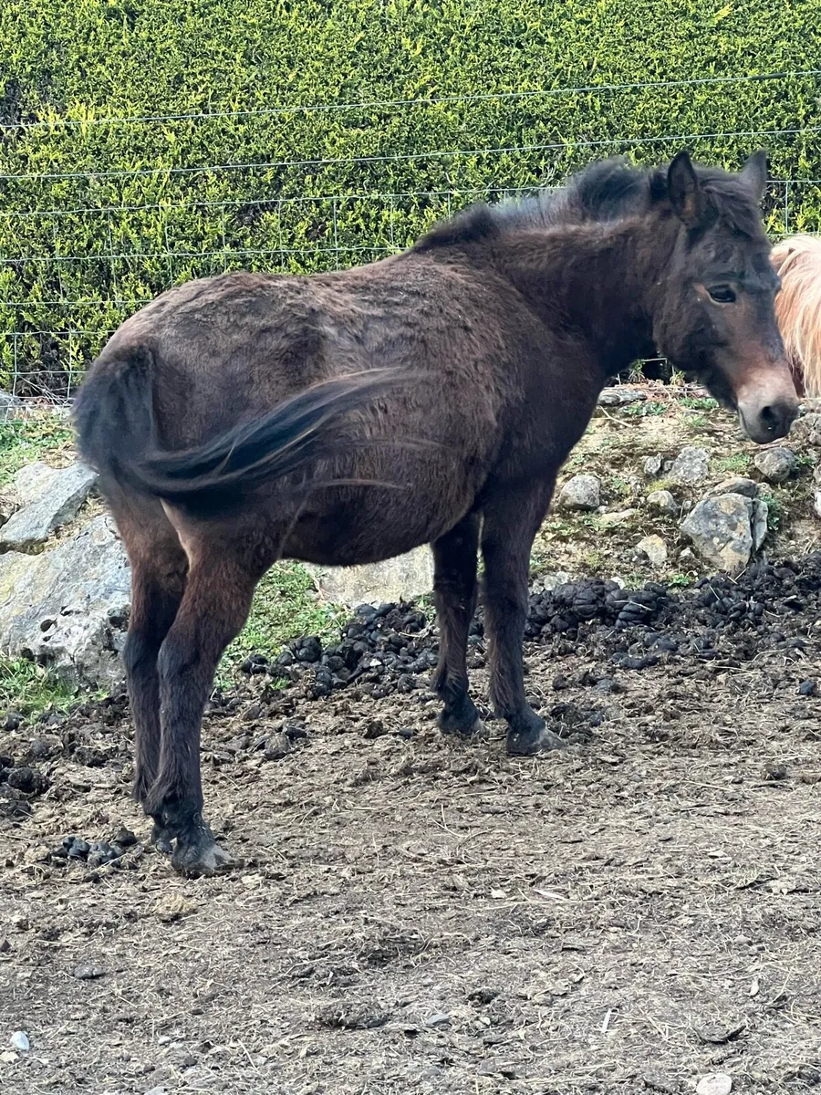 Two Ginnets - Image 3