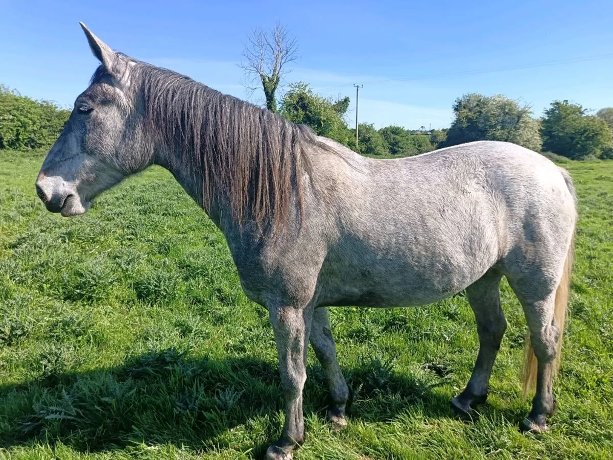 4 year old sport horse - Image 1