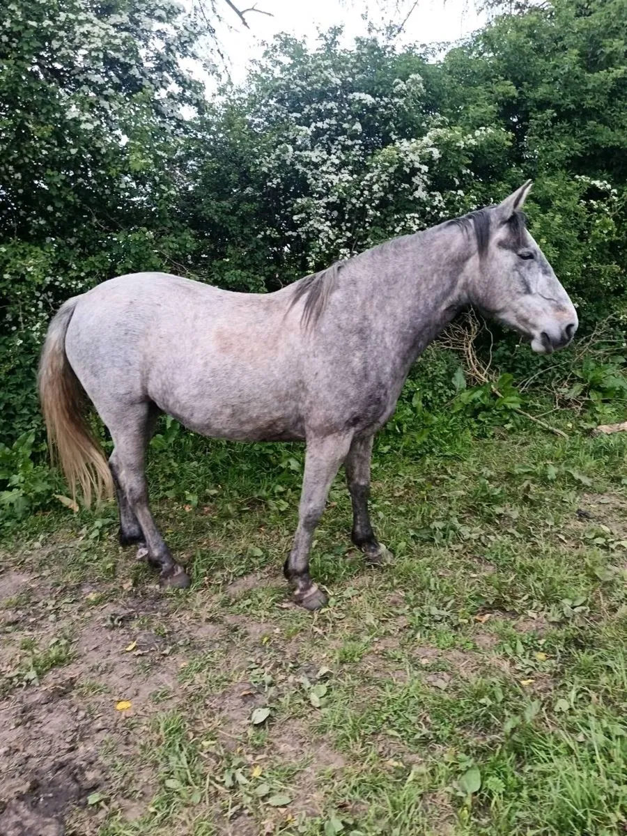 4 year old sport horse - Image 4