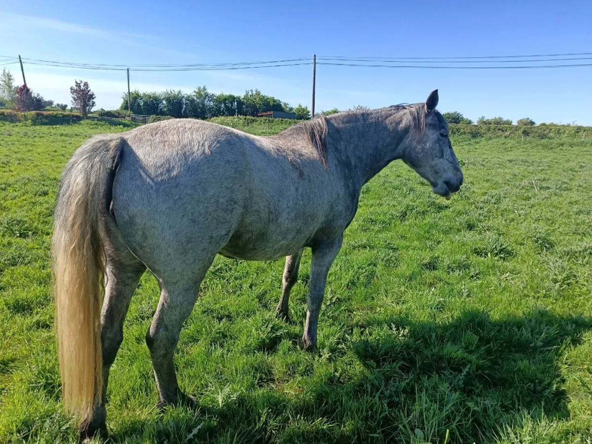 4 year old sport horse - Image 2