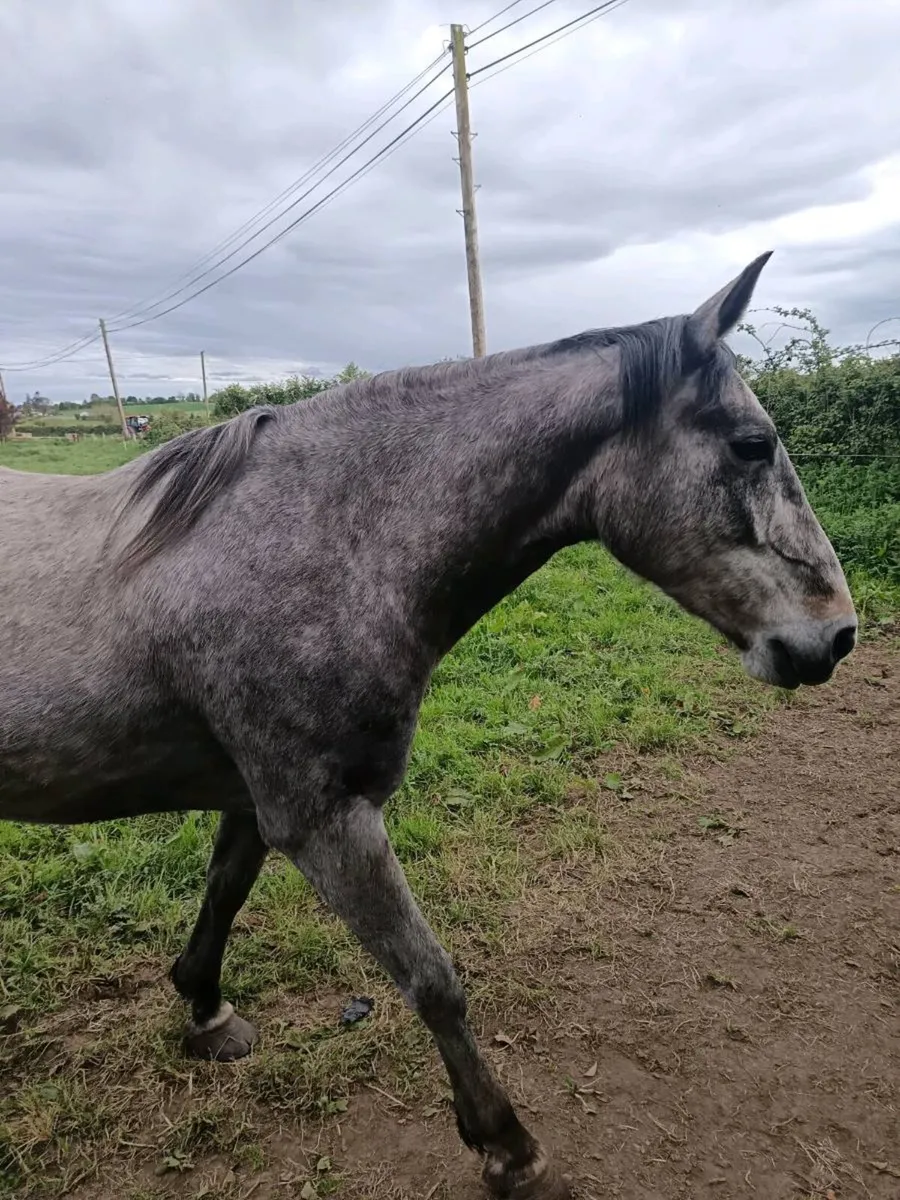 4 year old sport horse - Image 3