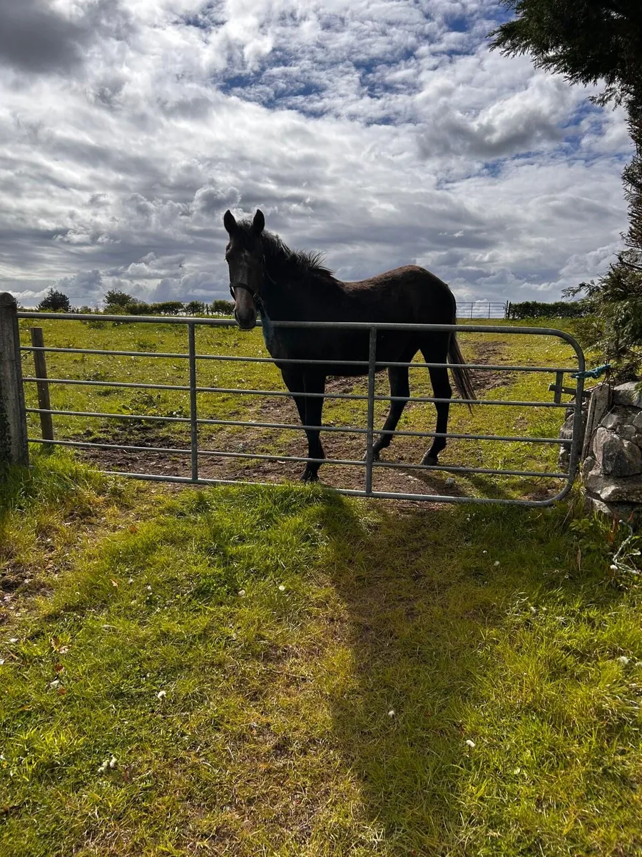 Horse for sale - Image 2