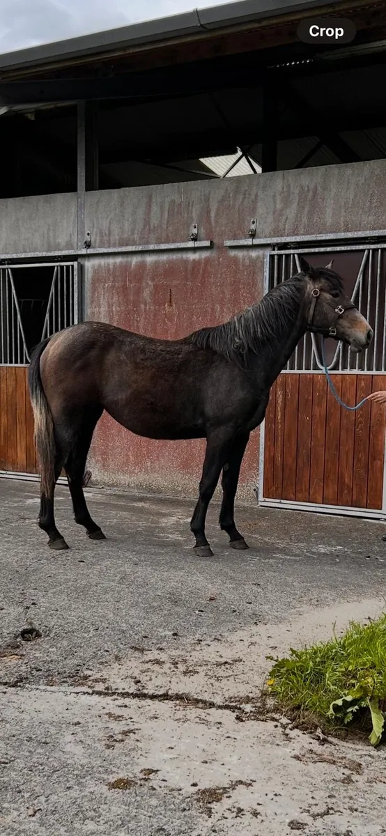 Horse for sale - Image 1