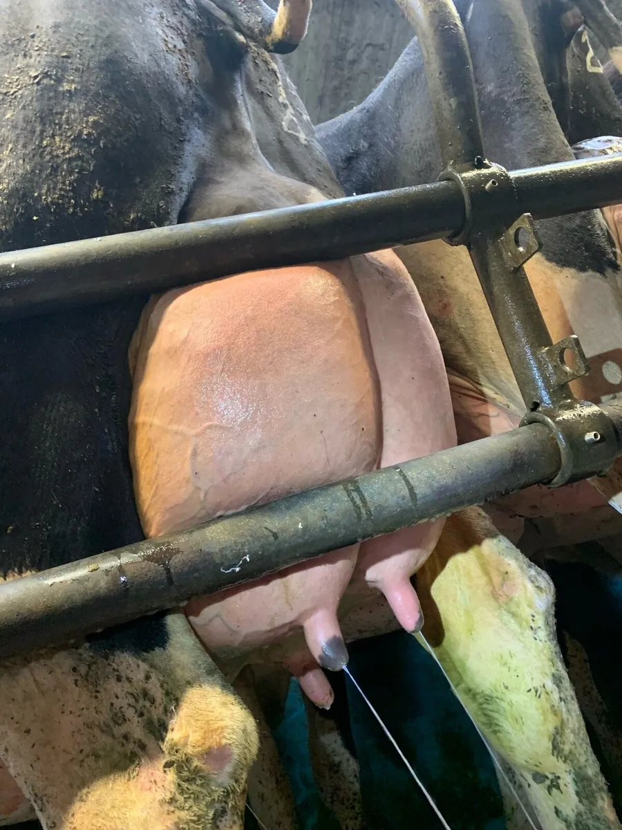 Holstein Breeding bulls - Image 1