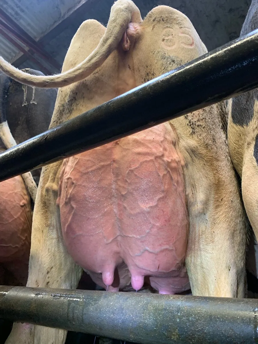 Holstein Breeding bulls - Image 3