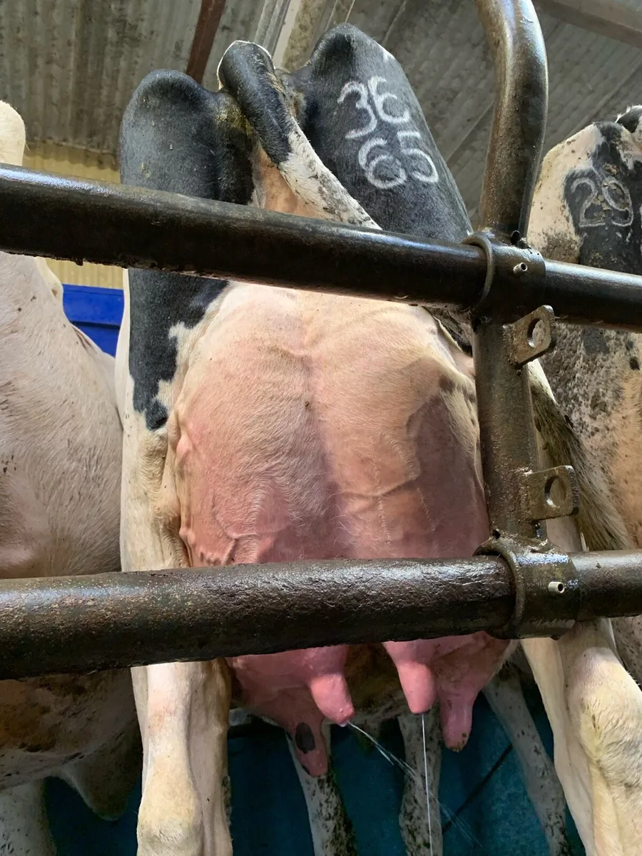 Holstein Breeding bulls - Image 2