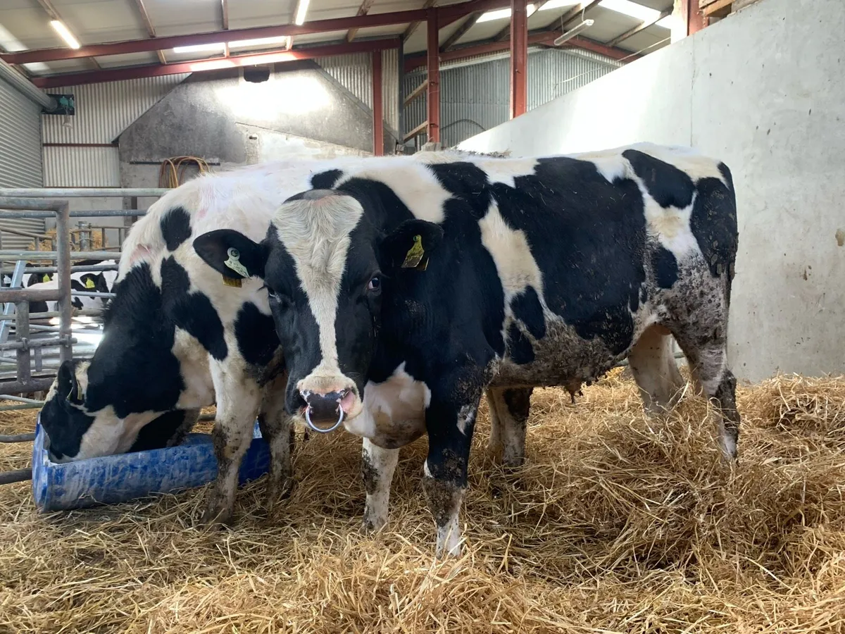 Holstein Breeding bulls - Image 4