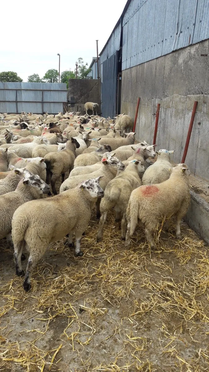 Lambs - Image 3