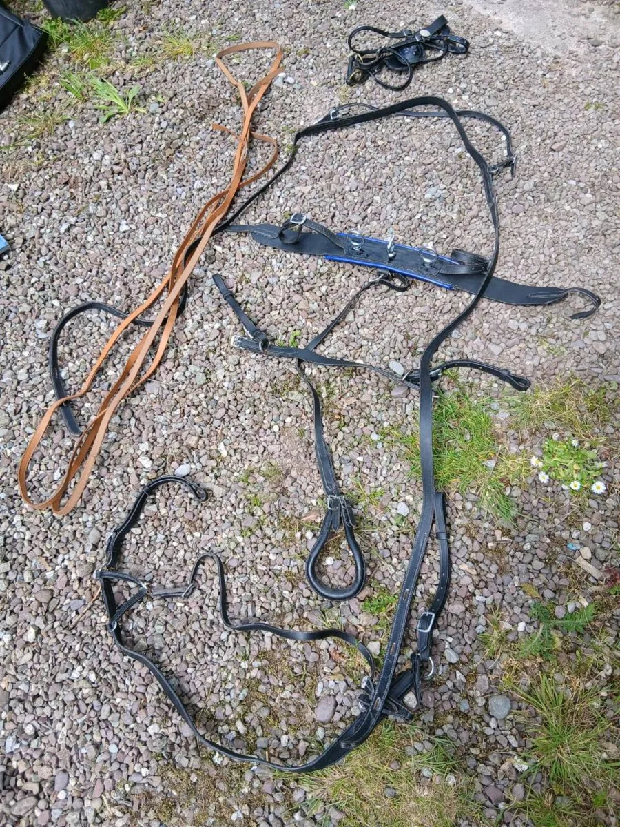 Shetland driving harness - Image 1