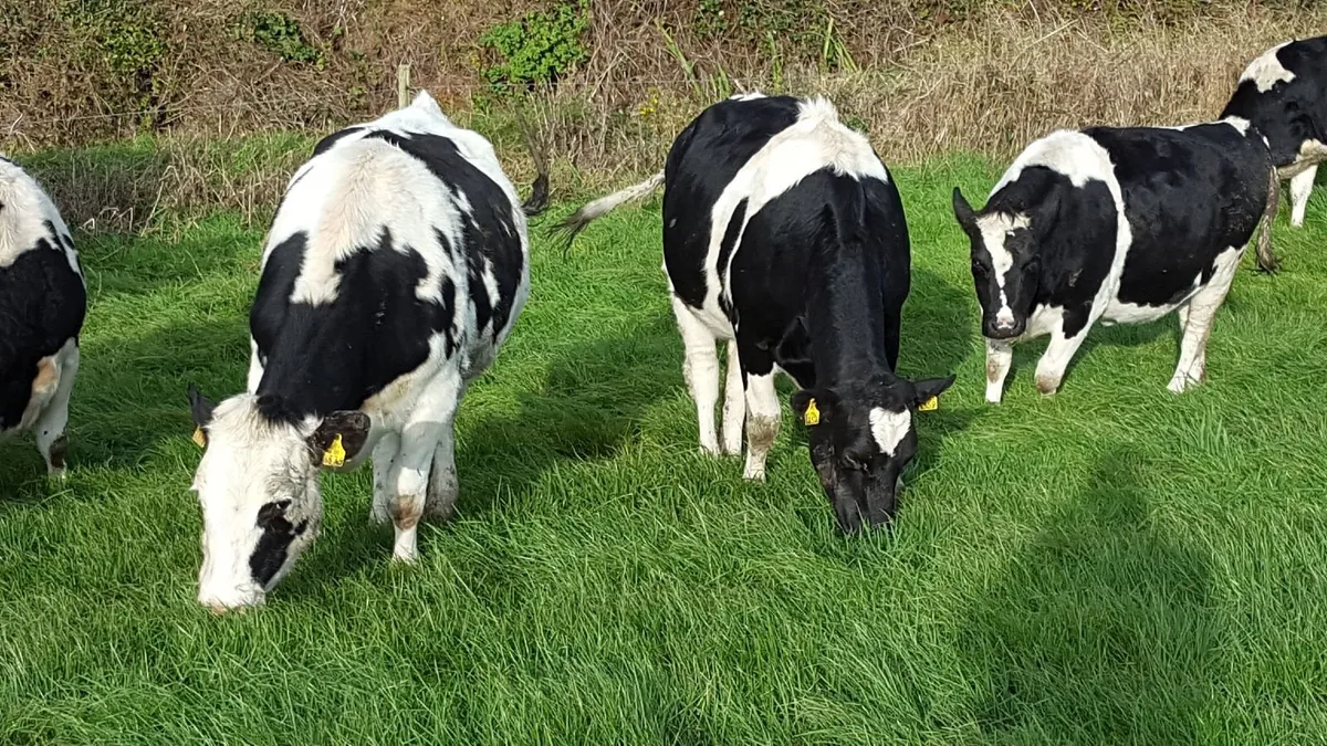 GENUINE CLEARANCE SALE LISTOWEL MART WED 13TH MAY
