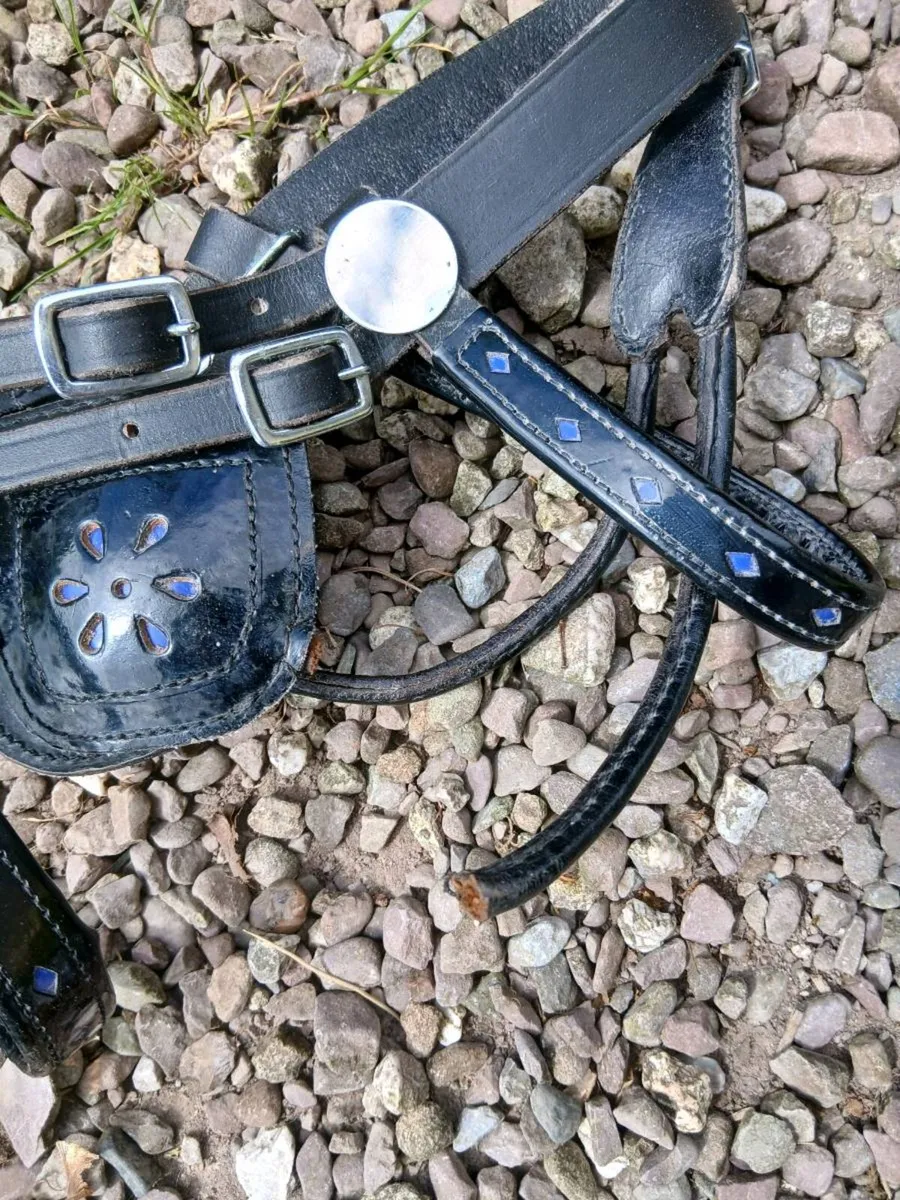 Shetland driving harness - Image 2