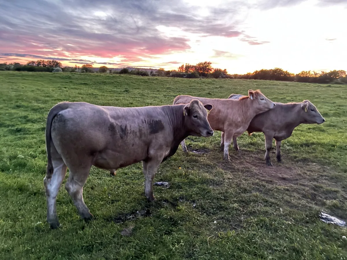 Organic Cattle - Image 1