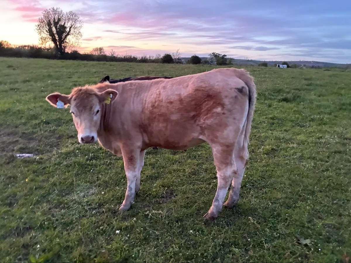 Organic Cattle - Image 2