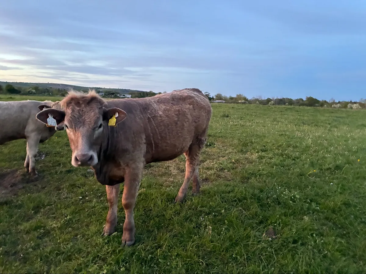 Organic Cattle - Image 3