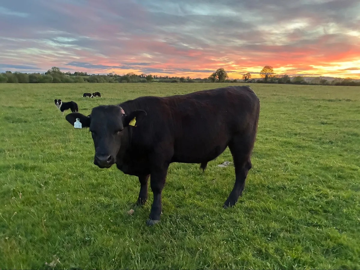 Organic Cattle - Image 4