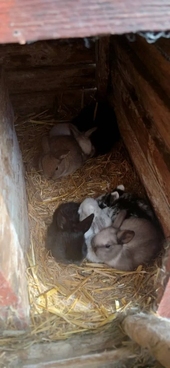 Pure lopp rabbitts - Image 1