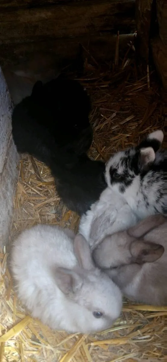 Pure lopp rabbitts - Image 2