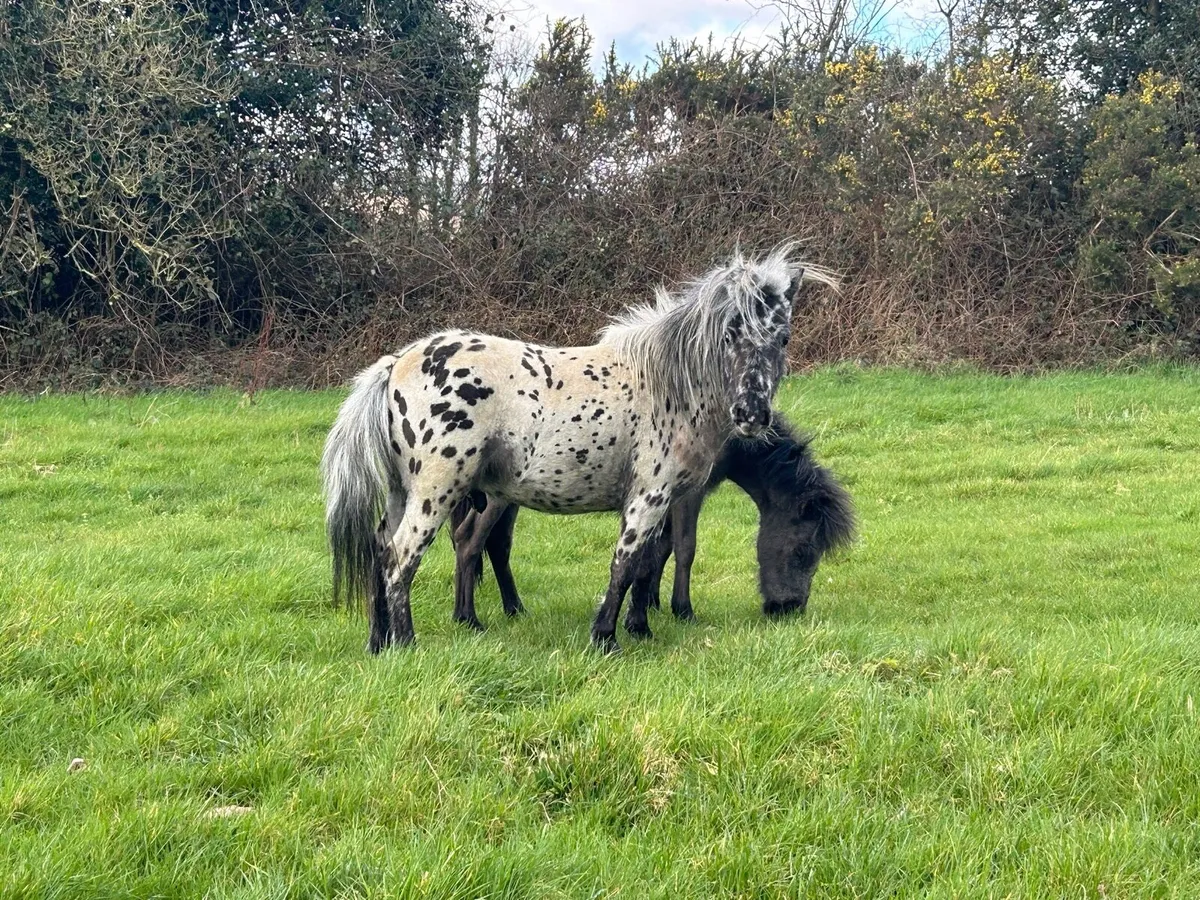 Falabella Appaloosa filly and colt - Image 1