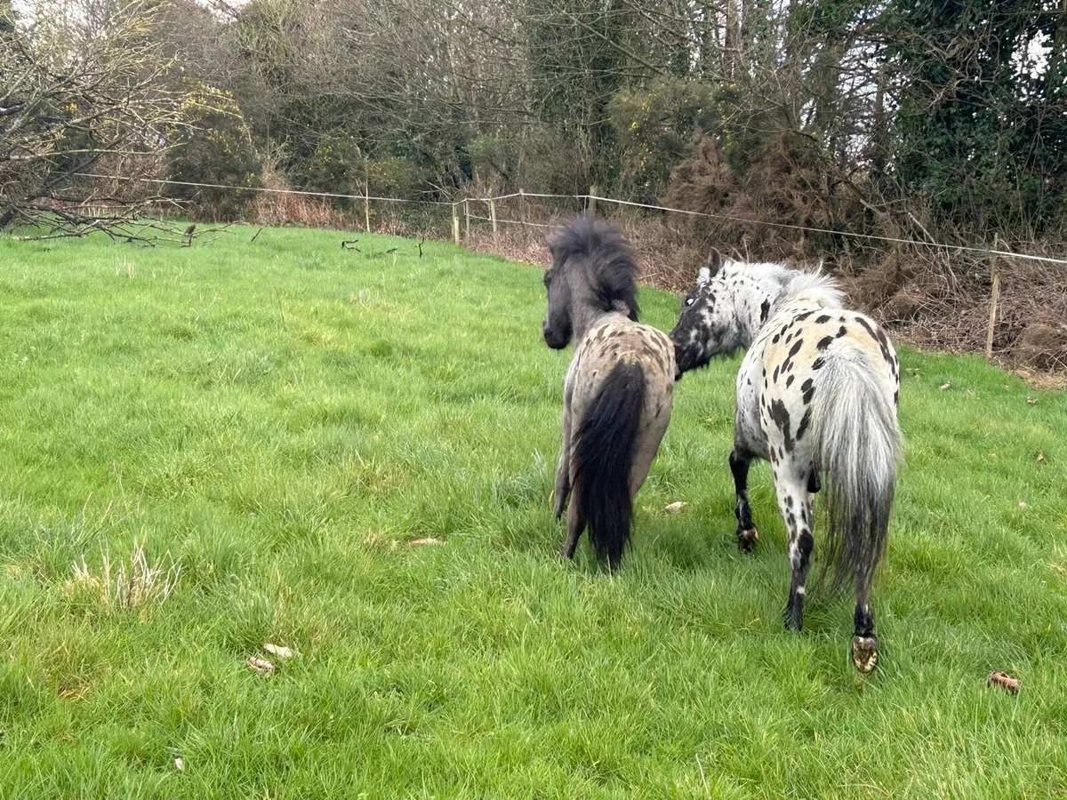 Falabella Appaloosa filly and colt - Image 3