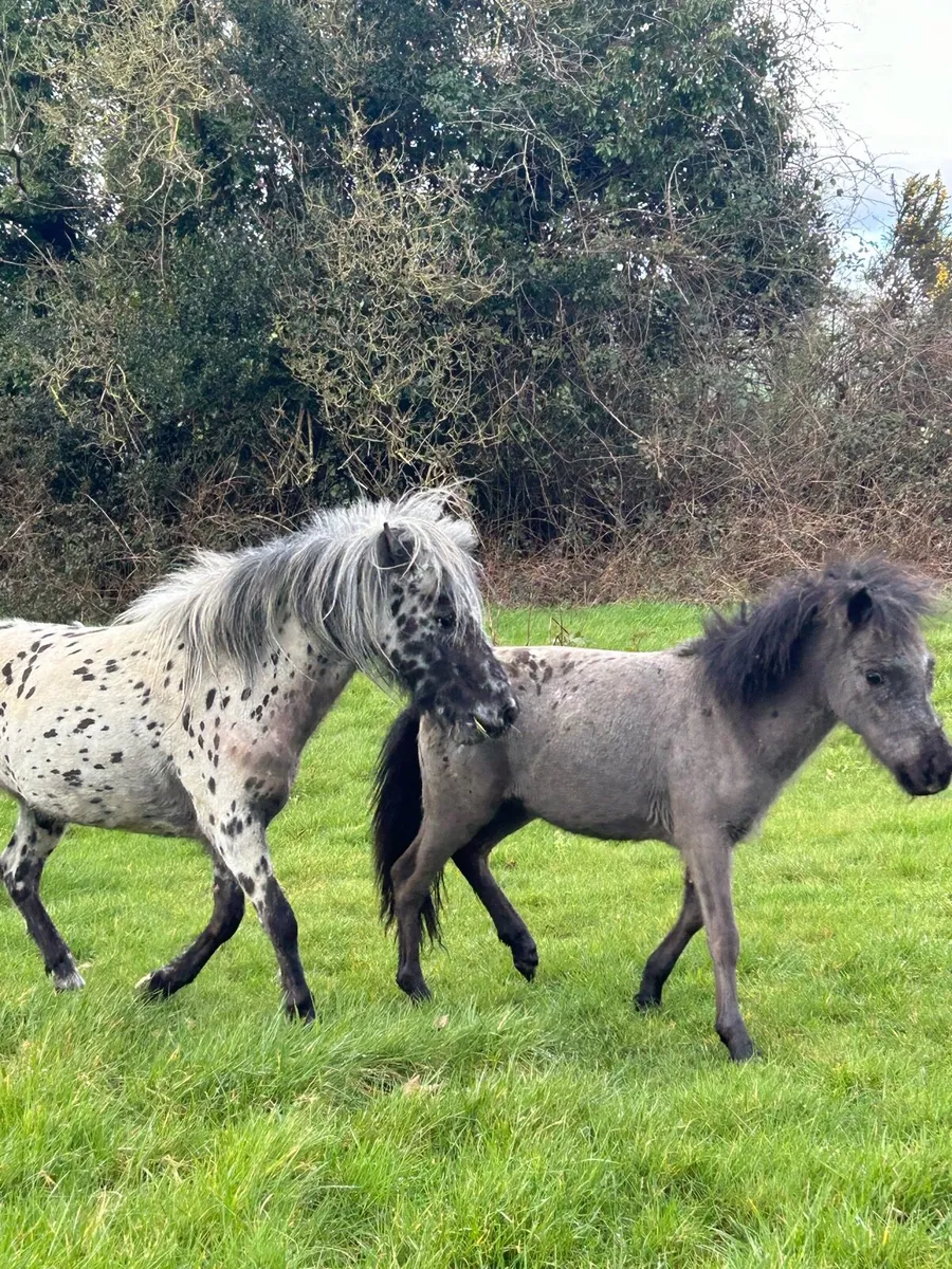 Falabella Appaloosa filly and colt - Image 2