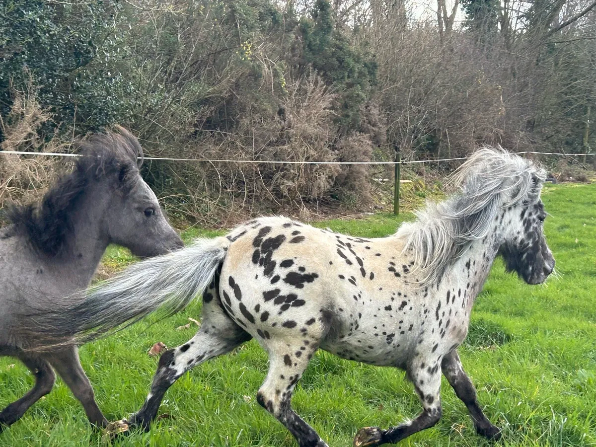 Falabella Appaloosa filly and colt - Image 4