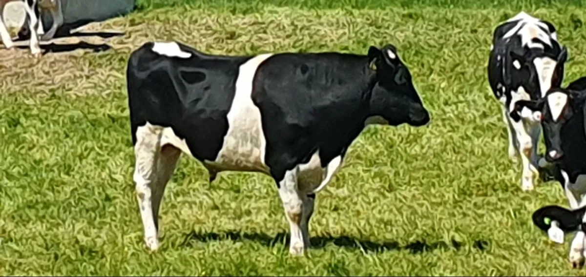 Fr bull - Image 1
