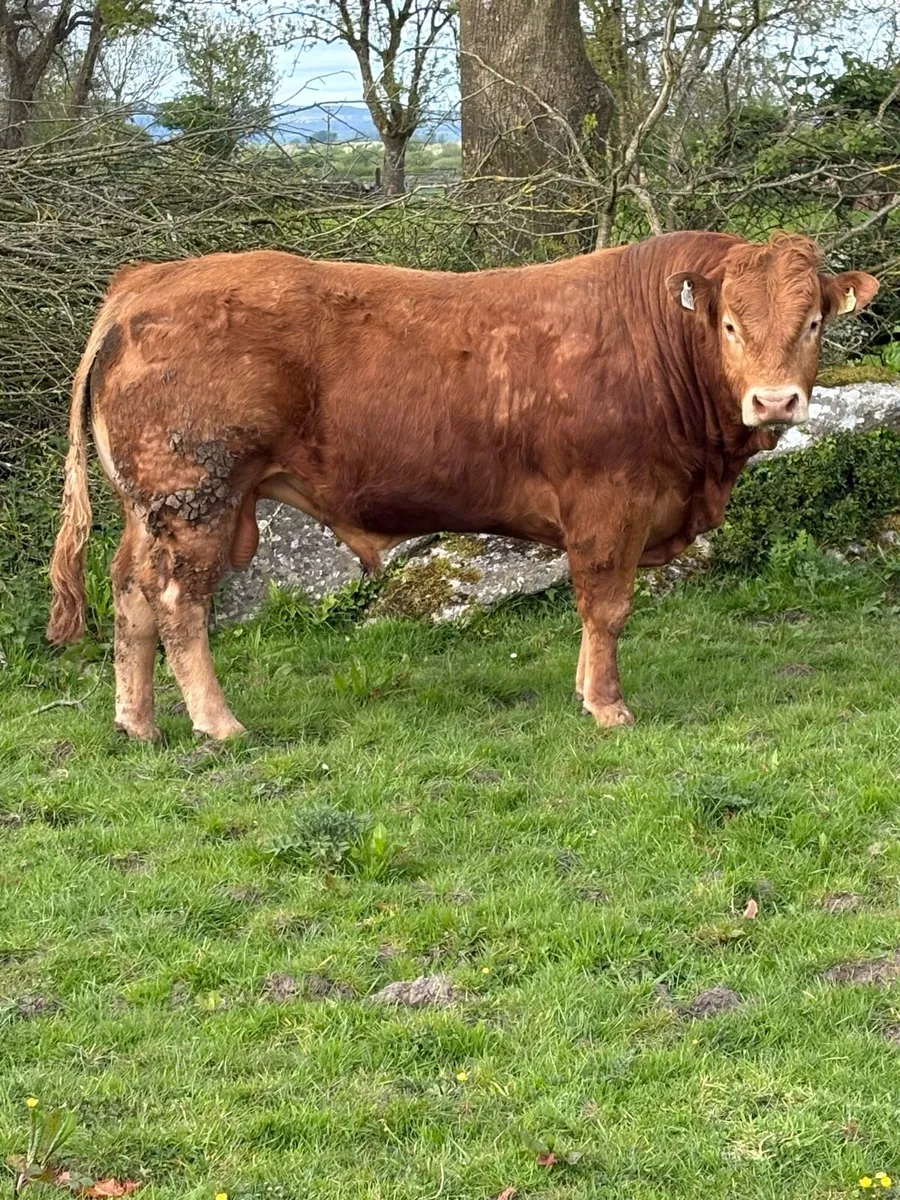 PB Limousine Bull - Image 1