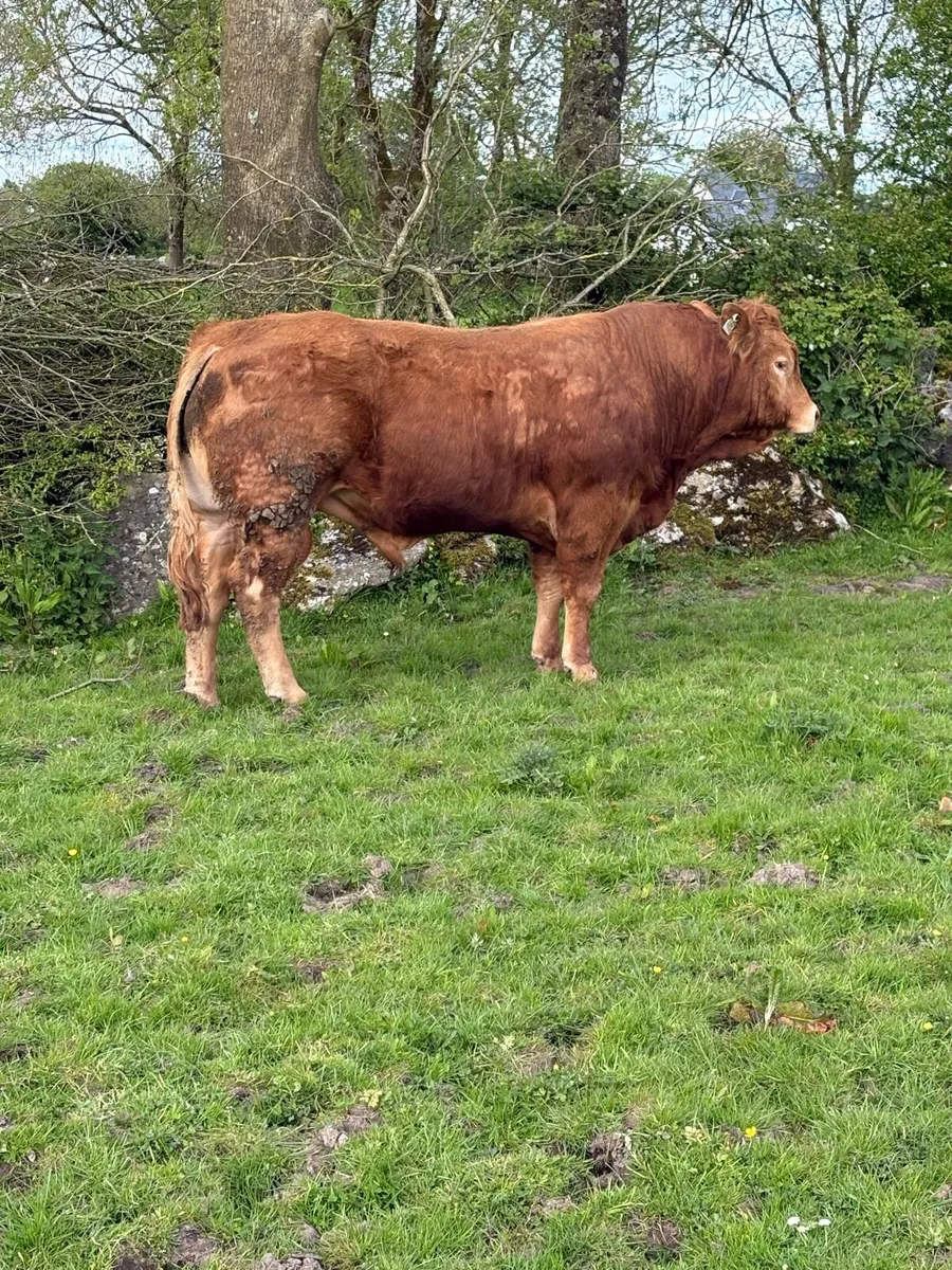 PB Limousine Bull - Image 2