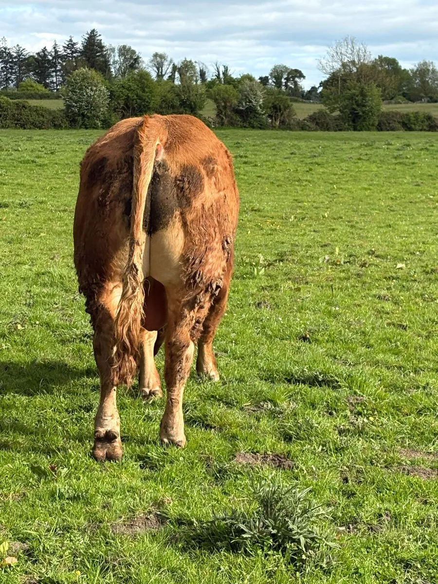 PB Limousine Bull - Image 3