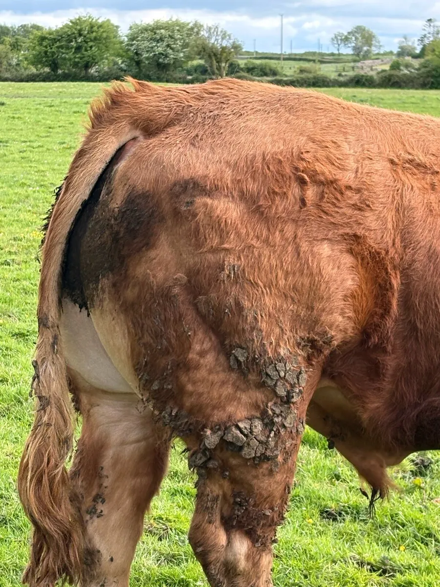 PB Limousine Bull - Image 4
