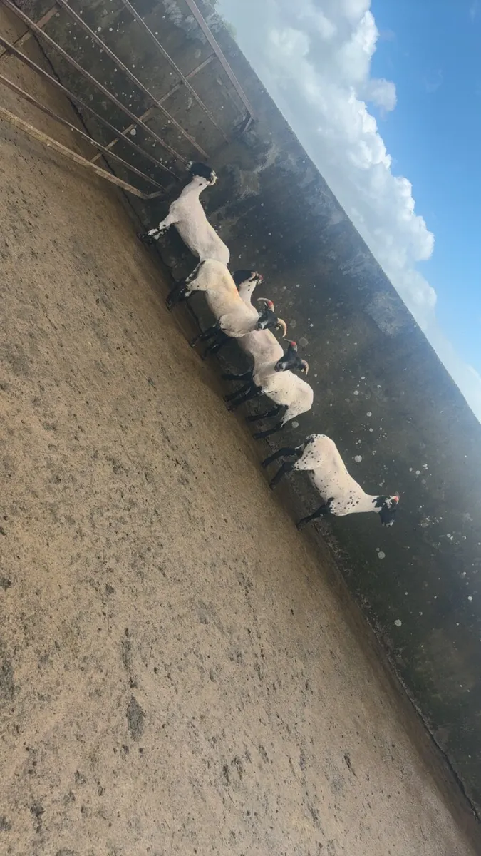 horned ewe hoggets - Image 1