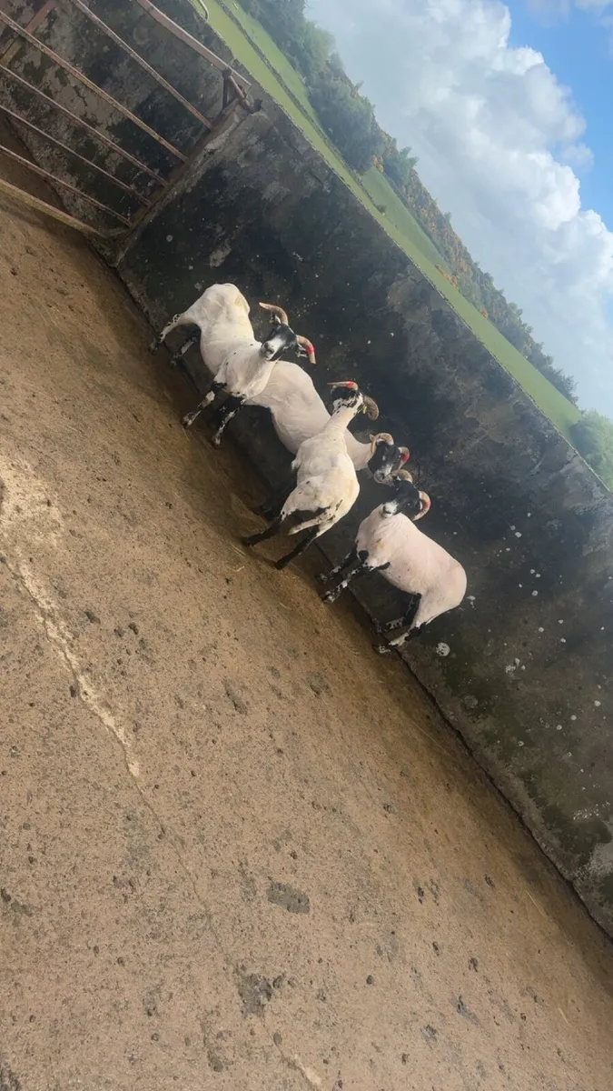 horned ewe hoggets - Image 3
