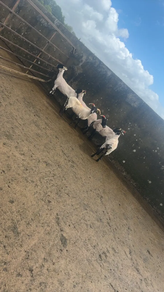 horned ewe hoggets - Image 2