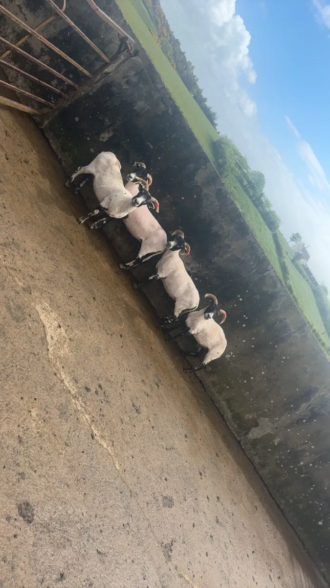 horned ewe hoggets - Image 4