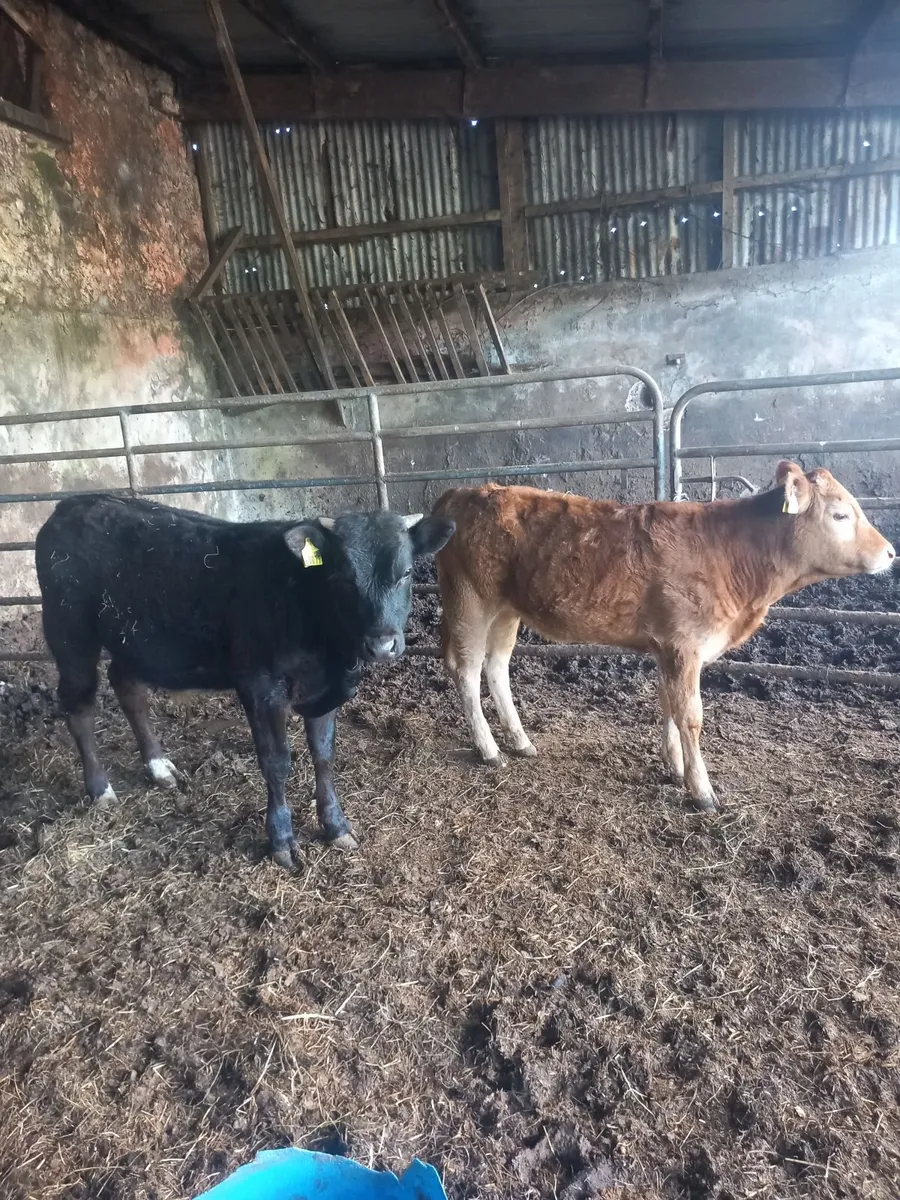 organic cattle - Image 1