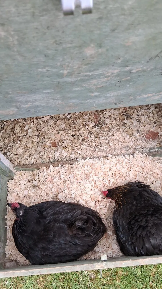 Hatching eggs - Image 2