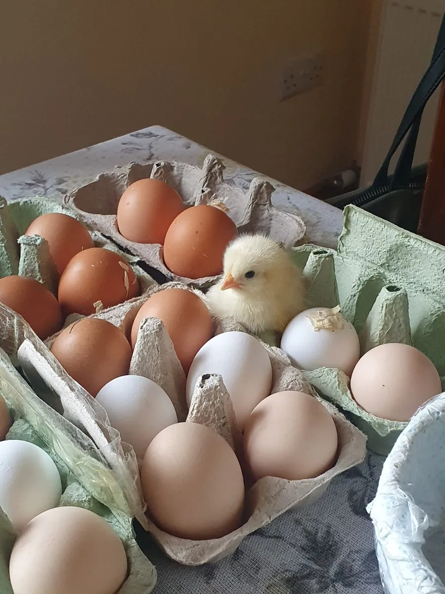 Hatching eggs - Image 1