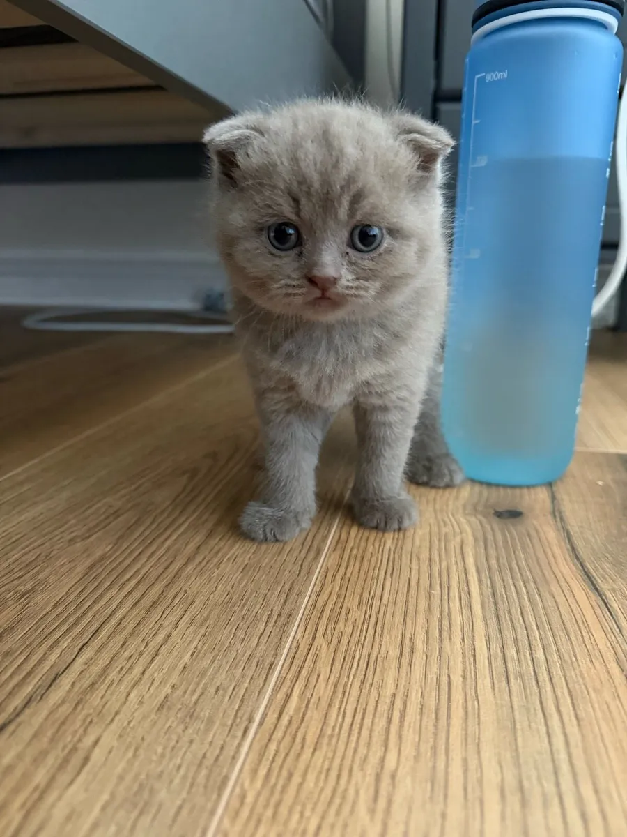 Kitten - Image 2