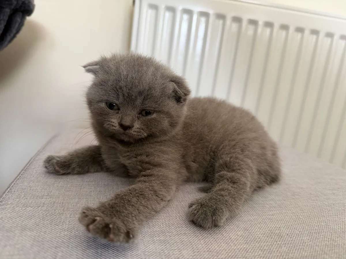 Kitten - Image 3