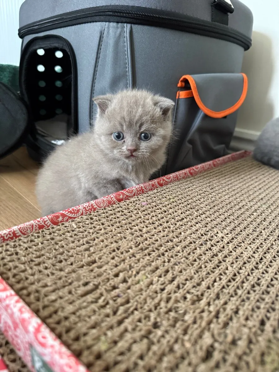 Kitten - Image 4
