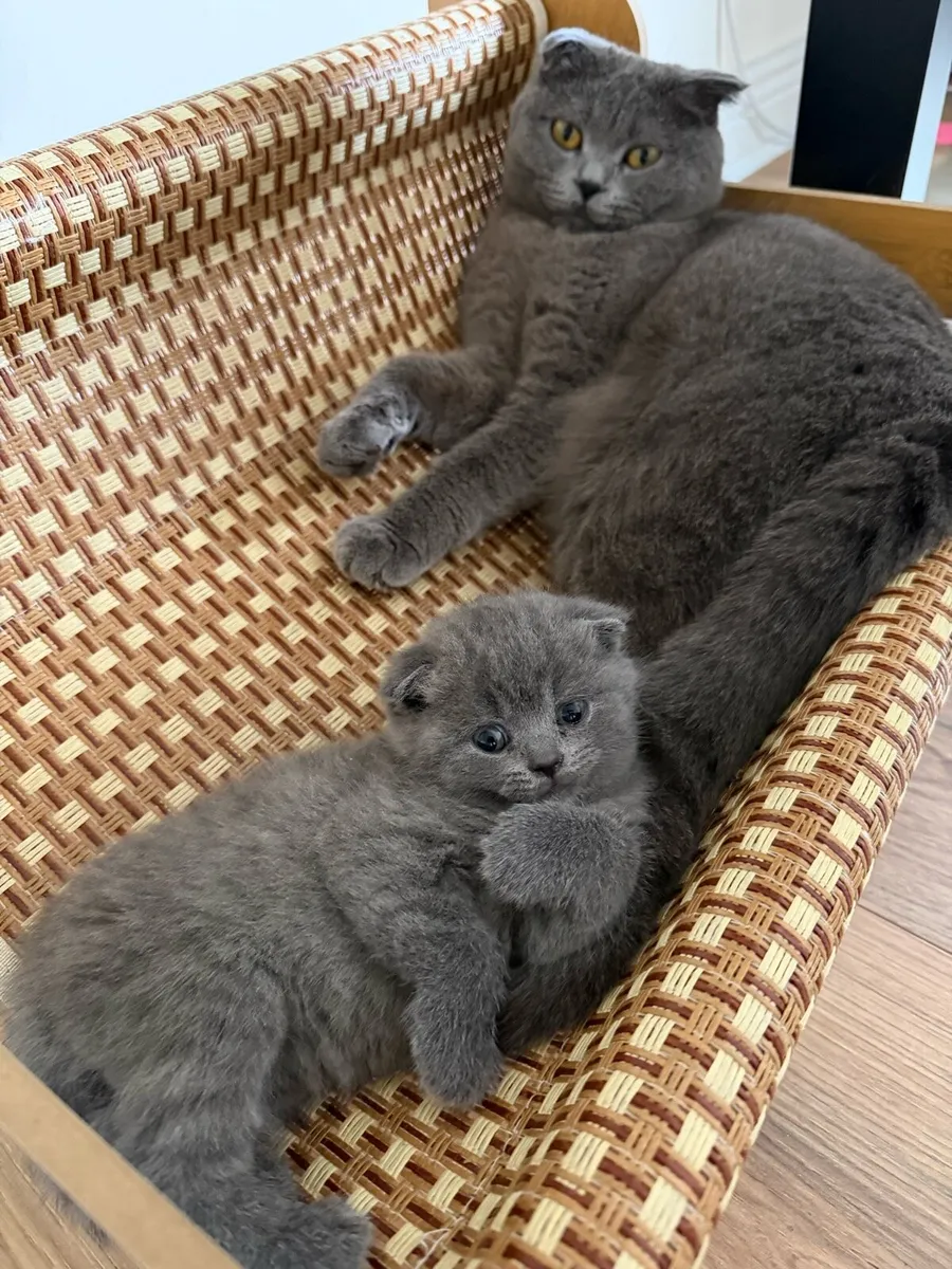 Kitten - Image 1