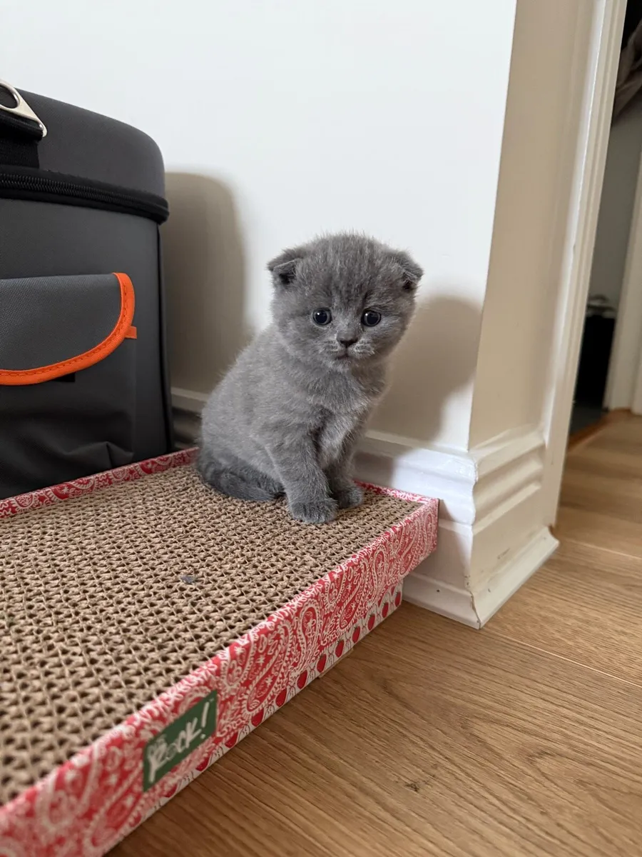 Kitten - Image 4