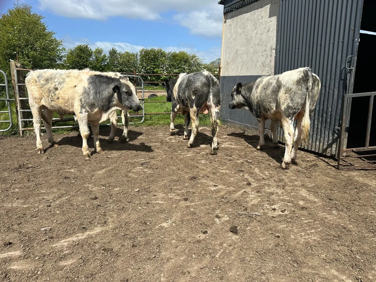 Beef animals - Image 2