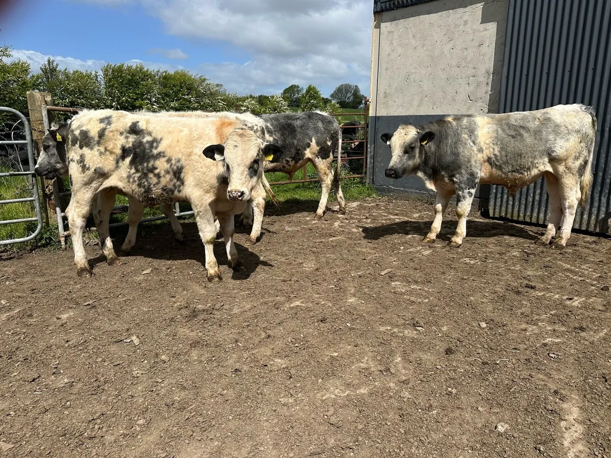 Beef animals - Image 4