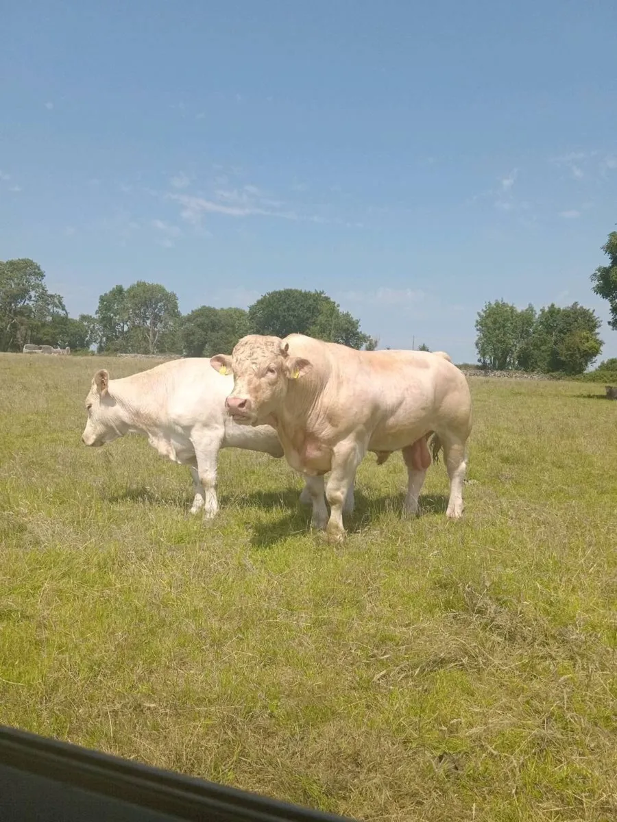 Charolais bull - Image 1
