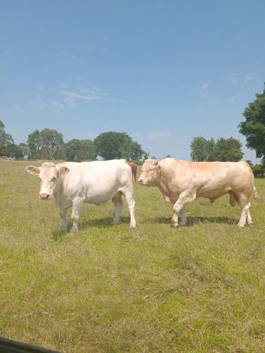 Charolais bull - Image 2
