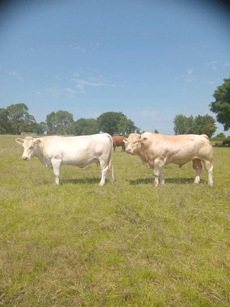 Charolais bull - Image 3