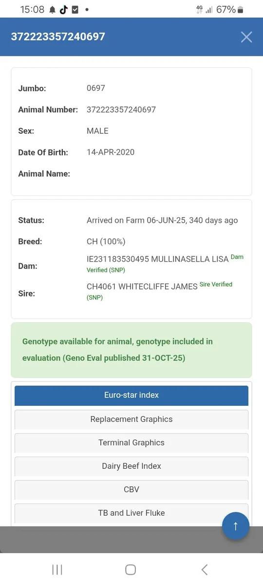 Charolais bull - Image 4