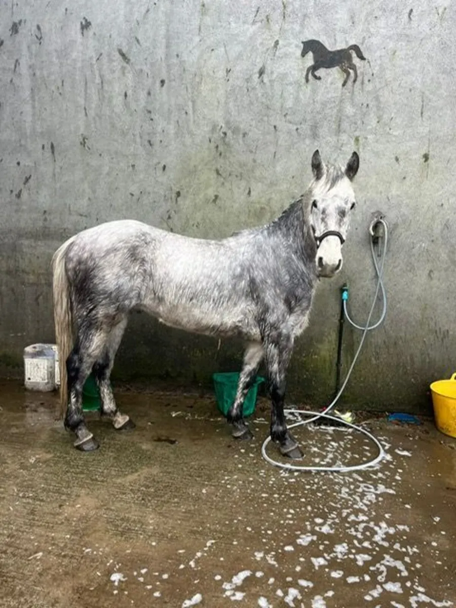 I Love You Melody 4 Year old Geldings (2) - Image 2
