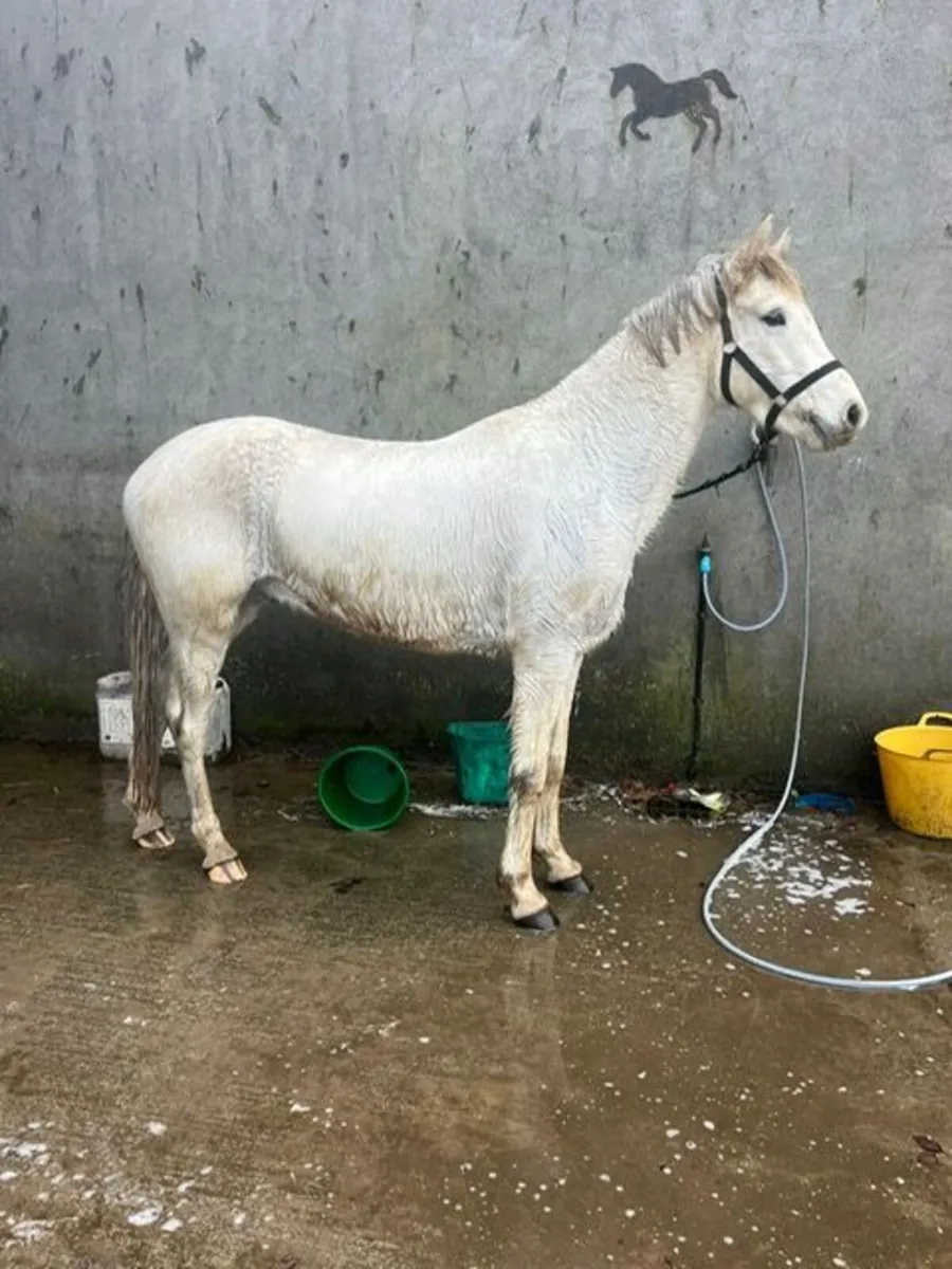 I Love You Melody 4 Year old Geldings (2) - Image 3